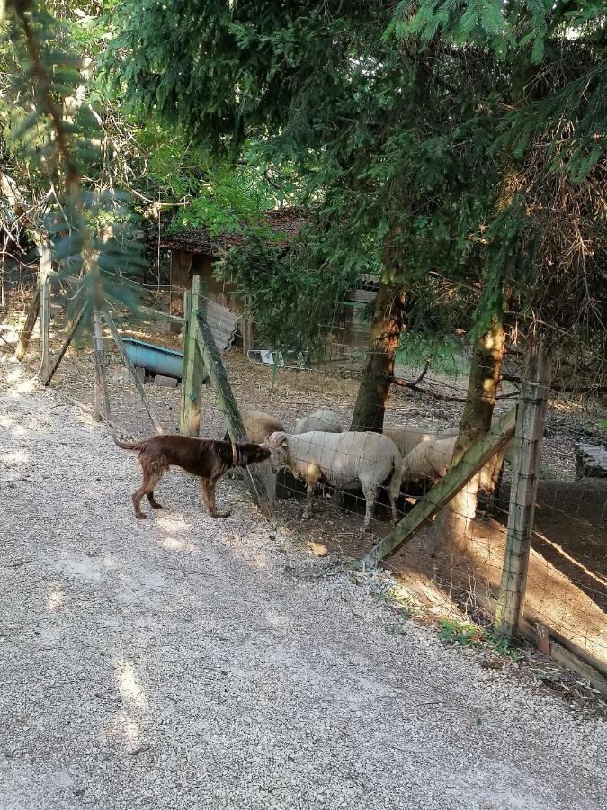 Parraghegy Apartman Villa Zalaszanto Esterno foto