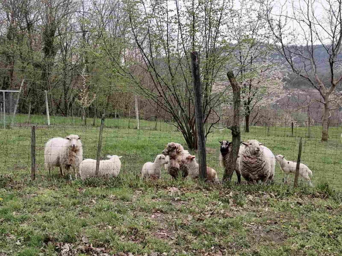 Parraghegy Apartman Villa Zalaszanto Esterno foto